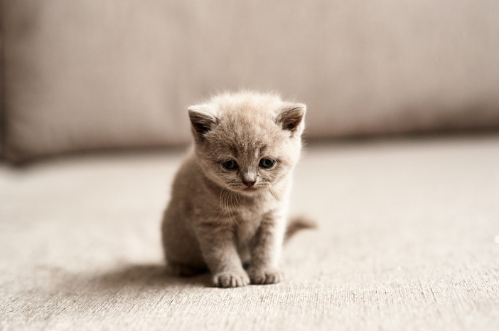 Perawatan Kepada Peliharaan Kesayangan Dapat Dilakukan Sendiri Atau Lewat Petshop